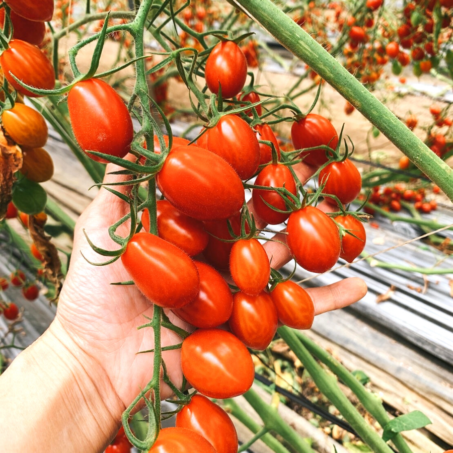 【在欉紅】溫室玉女小番茄十盒  10斤±5% (完售)