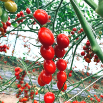 【在欉紅】溫室玉女小番茄4盒 4斤±5% (完售)